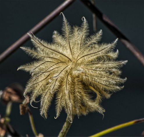 Clematis-12 seed.jpg